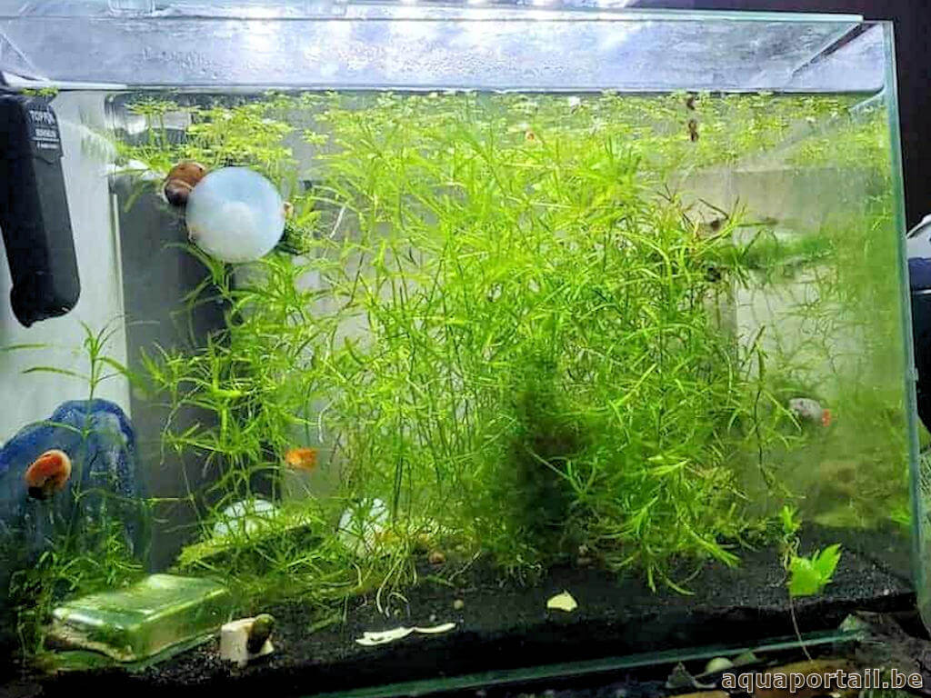 Najas guadalupensis est une plante pour guppys et autres poissons vivipares